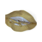 UK 0-2M Yellow Pindot Sun Hat - H&M